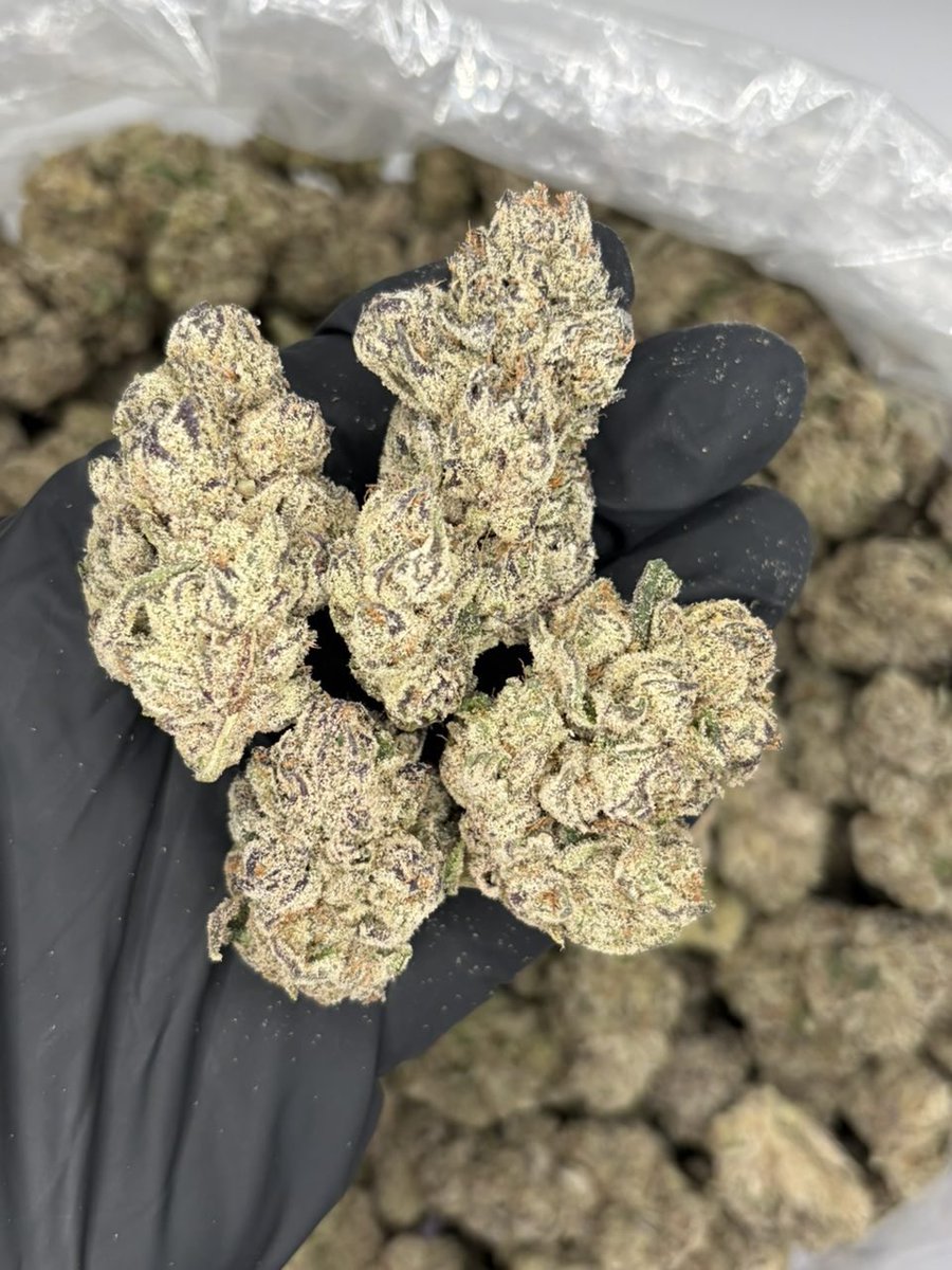 vault_green1's tweet photo. GELATO plushers indoor 
 #atl #atlanta #gwinnett #atlplug #atlfreaks #za #mobile #duluth #lawrenceville #norcross https://t.co/DvtYuu8N2a