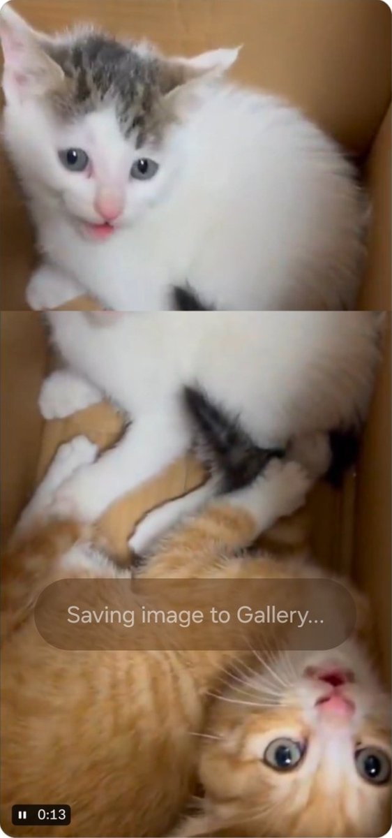 MaleficentLady's tweet photo. ❗️🚨VERY URGENT REMINDER to all animal welfare advocates on Twitter! STAY VIGILANT! 🚨❗️

There are Chinese animal torture video promoters and sellers on Twitter / X who are pretending to be legitimate animal activists. They use language that is sympathetic to animals and animal torture victims–but the reality their posts are ADVERTISEMENTS for selling the torture videos! ❗️They want engagement from well-intentioned, well-meaning, legitimate animal activists!

PLEASE see the key identifiers of such fake advocate animal torture accounts below and familiarise yourself with the "script" formula so that you can recognise these accounts and report them. 

Identifiers
-They write in Chinese, rarely English. 
-They post few second videos of kittens or poodles. This is the "trailer" part of the advertisement. These animals are Chinese torture victims in that same video and long since tortured and dead 😭.
- If you fall for it and engage with the account they will go along with you and say "yes how awful animal torture is" to keep up the facade.
-Another key identifier is a phrase along the lines of "if you can't help / love then don't hurt" when translated to English.

The Script:
"Just found out there was a lawyer who tortured 5,000 cats / 100s of dogs on *XYZ CHINESE SOCIAL MEDIA APP*. They were mostly *XYZ dog breed*, usually poodles / teddies. Also there is a terrible website with lots of animal torture called *XYZ WEBSITE*." In that post they post a link to another Twitter account that has an animal torture T*l*gr*m group / channel link in the account bio!!! This is what they're advertising! The T*l*gr*m channel! The profile photo of the T*l*gr*m in bio account is almost always a POODLE.

THEY ARE NOT LEGITIMATE ANIMAL ACTIVISTS! PLEASE don't engage with them! They use fake sympathetic language for Chinese animal torture victims and unfortunately, many legitimate animal advocates fall for it and give them engagement.

Report these accounts right away! And if you ask people to report an account DO NOT TAG THE ACCOUNT ITSELF. Put a space between the @ and the handle name like this 👉 @ handlename

More on how to report on next comment.

@elonmusk @X @Support 

#justiceforwangwang #wangwang #旺旺 #Jieyang #BoycottJieyang #EndCatTortureInChina #EndKittenTortureInChina 
#beijing #china #trumpxisummit #apec #apec2026 #safechina #JusticeForCowcat  #brics #chinacool #chinamaxxers 
#chinatourism #chinatravel #tourismchina #travelchina #ChinaAnimalProtectionLaw #Twitter
