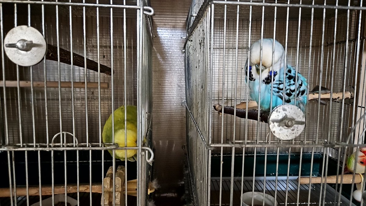 bass_nob's tweet photo. ふくちゃん、それは覗き見
そんなに見なくても🤣

 #ジャンボセキセイインコ https://t.co/xgEX6V7oJY