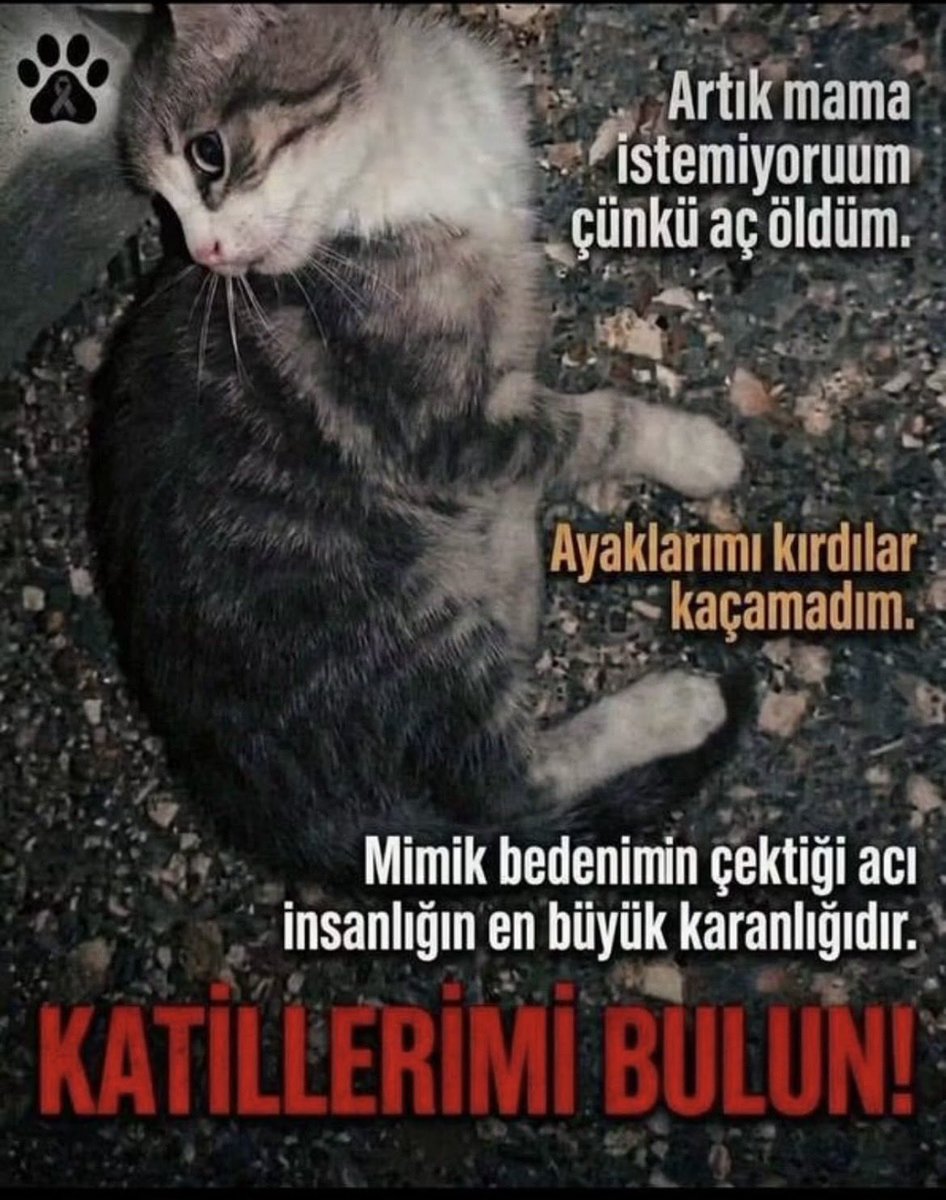 enastaenistera's tweet photo. Yer yarıldı içine mi girdi bu insan kılıklı, şeytanlar, neden hala yakalanmadılar?Yüce yargımız, polisimiz istediklerini elleriyle koymuş gibi pata küte, kafaya basıp alıyorlar ama…
#MinikİçinAdalet https://t.co/QKFeKpMpxL