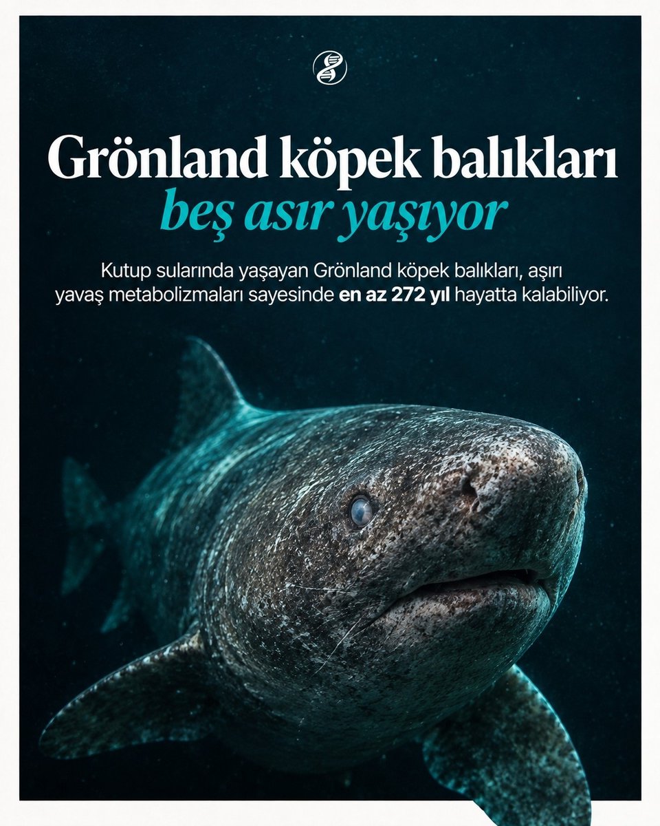 Dondurucu ve karanlık Arktik okyanus sularında süzülen, üzeri yara izleriyle kaplı kül rengi derisi ve gözünde minik bir kopepod paraziti bulunan yaşlı bir Grönland köpek balığı.