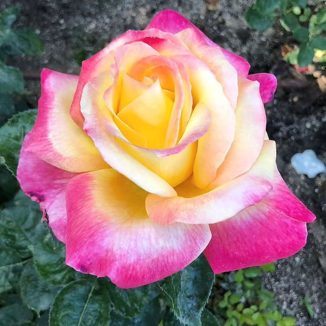 mbparadelo's tweet photo. Y tan bonita y empoderada que lleva una diversidad innata impregnada en cada uno de sus pétalos que no hay jardín en cualquier parte del mundo que no desprenda belleza ante sus ojos. Tiene esa virtud de priorizar los principios, los valores y el amor por encima de las exigencias materiales y de la propia existencia terrenal; un don tan sólo destinado a almas viejas, almas que ya han pasado por miles de vidas, almas sabias y expertas, mágicas, ilustres, distintas, únicas, que sólo las almas como ella logran entender.  Esas almas, aún en la oscuridad, brillan a todo color cual seres de luz. Todo un Universo a descubrir. Una vida en continuo aprendizaje hacia una madurez emocional siempre en ascenso, hacia una mente abierta y  siempre despierta en pro del razonamiento lógico y en un camino constante al propio despertar espiritual. 🌸

#rosas #belleza #reflexiones #inspiracion #vida 

📷  By Begok