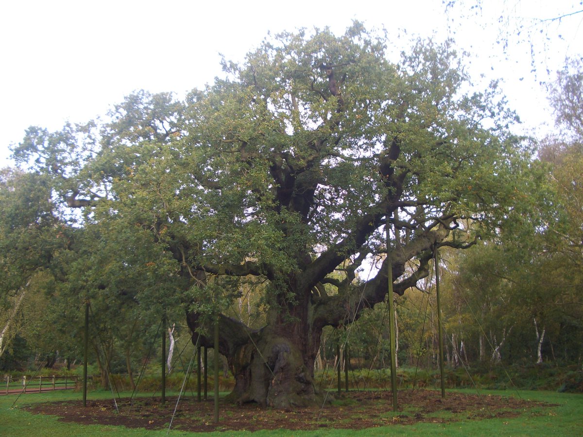 arboles_magicos's tweet photo. Ha muerto el Major Oak. Quienes lleváis años conmigo sabéis cuántas veces os he hablado de este viejo roble de Sherwood, ligado para siempre a la leyenda de Robin Hood. Quizá tenía 800 años, quizá 1.000, quizá más. Cuando nosotros llegamos, él ya llevaba allí una eternidad.

Sería fácil decir que lo mató el cambio climático, pero no sería verdad. Su edad extrema, el deterioro de sus raíces, la compactación causada por millones de visitantes y los últimos años de calor y sequía fueron apagándolo poco a poco. En 2025 apenas tuvo hojas. Esta primavera ya no despertó.

No será talado. Permanecerá en Sherwood y, muerto, seguirá dando vida al bosque.

Nosotros tuvimos el privilegio de coincidir con él en el tiempo.

Adiós, viejo Major. Gracias por casi mil años. 🌳