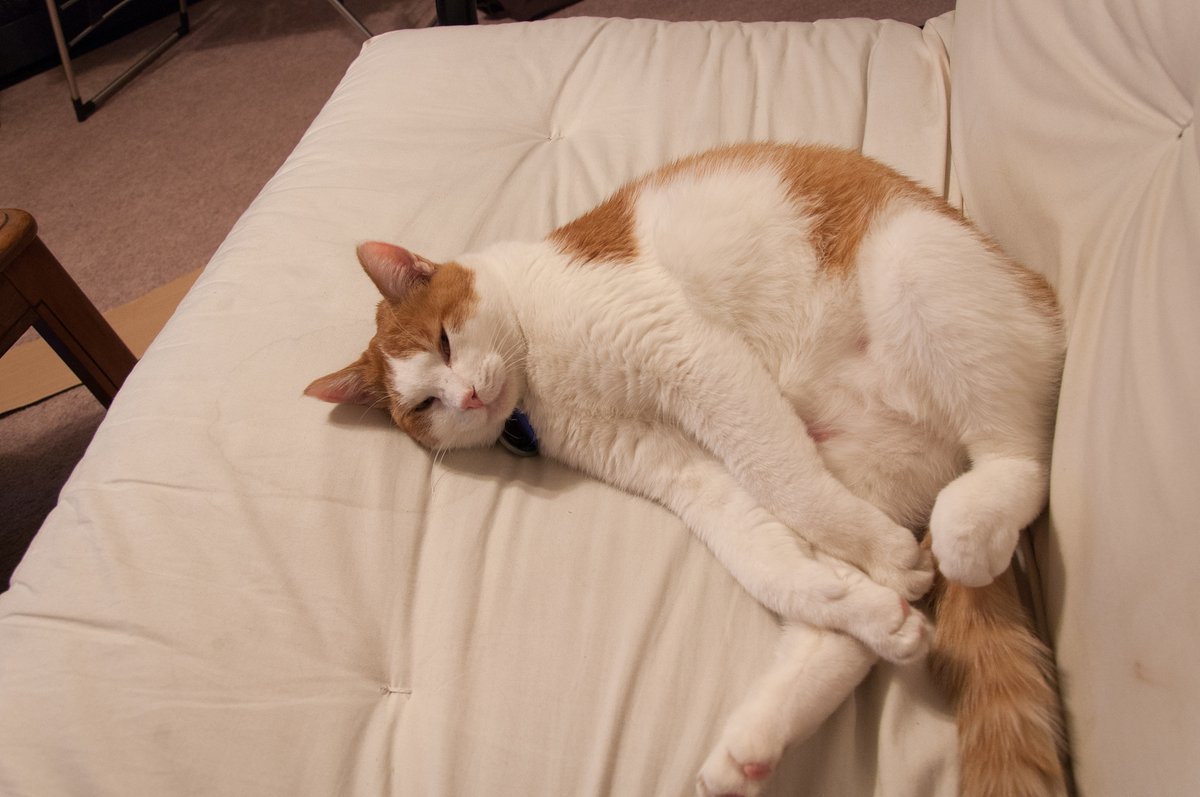 baros871323's tweet photo. Just knocked over a basket of clean socks while making the bed—now every corner of the room has tiny socks, my cat’s already claimed one as a nap mat. Who said housework’s boring https://t.co/bxdOwrsAbX