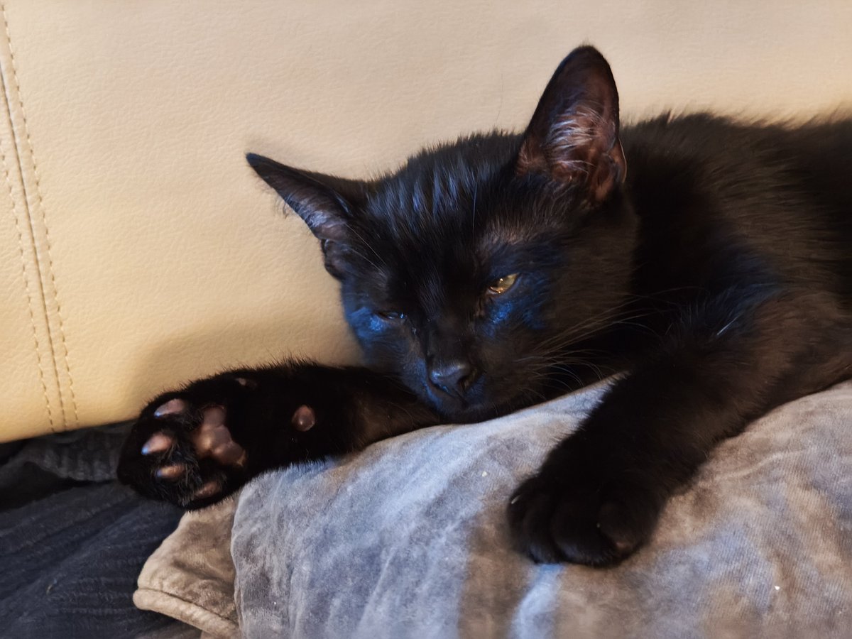 Ze_Redge's tweet photo. 🐈⬛ Shadodo 😴
#ShadowTheChaton https://t.co/Yx7FKyivda