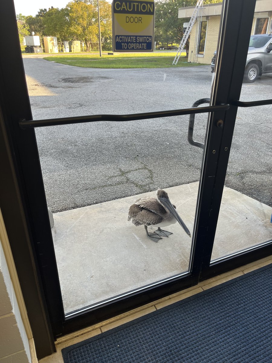 A pelican stands outside a glass office door, waiting to be let in.