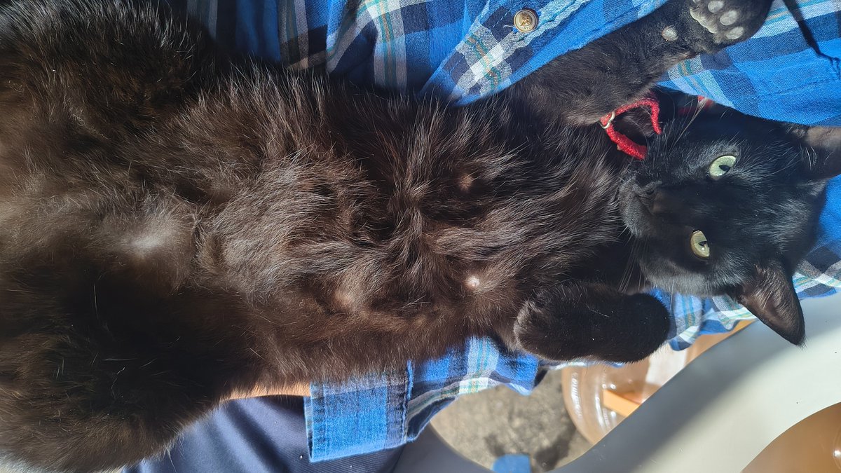 TheVictorCB123's tweet photo. @plushyxx Está muy hermoso, ahora mira a mi pequeño niggi alemán https://t.co/WWXRDKyHyj
