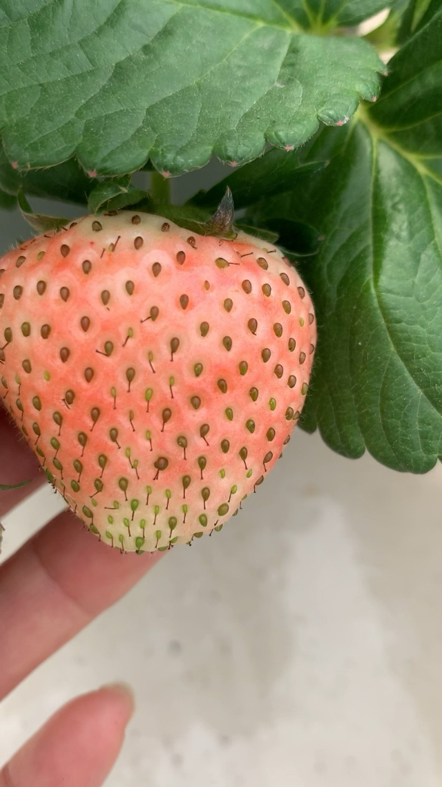 cotta067184's tweet photo. Stopped by my neighbor’s porch with homemade chocolate chip cookies u0026 got invited to their garden for fresh strawberries after! Small neighborhood wins hit different https://t.co/QYZ4GR6nF3