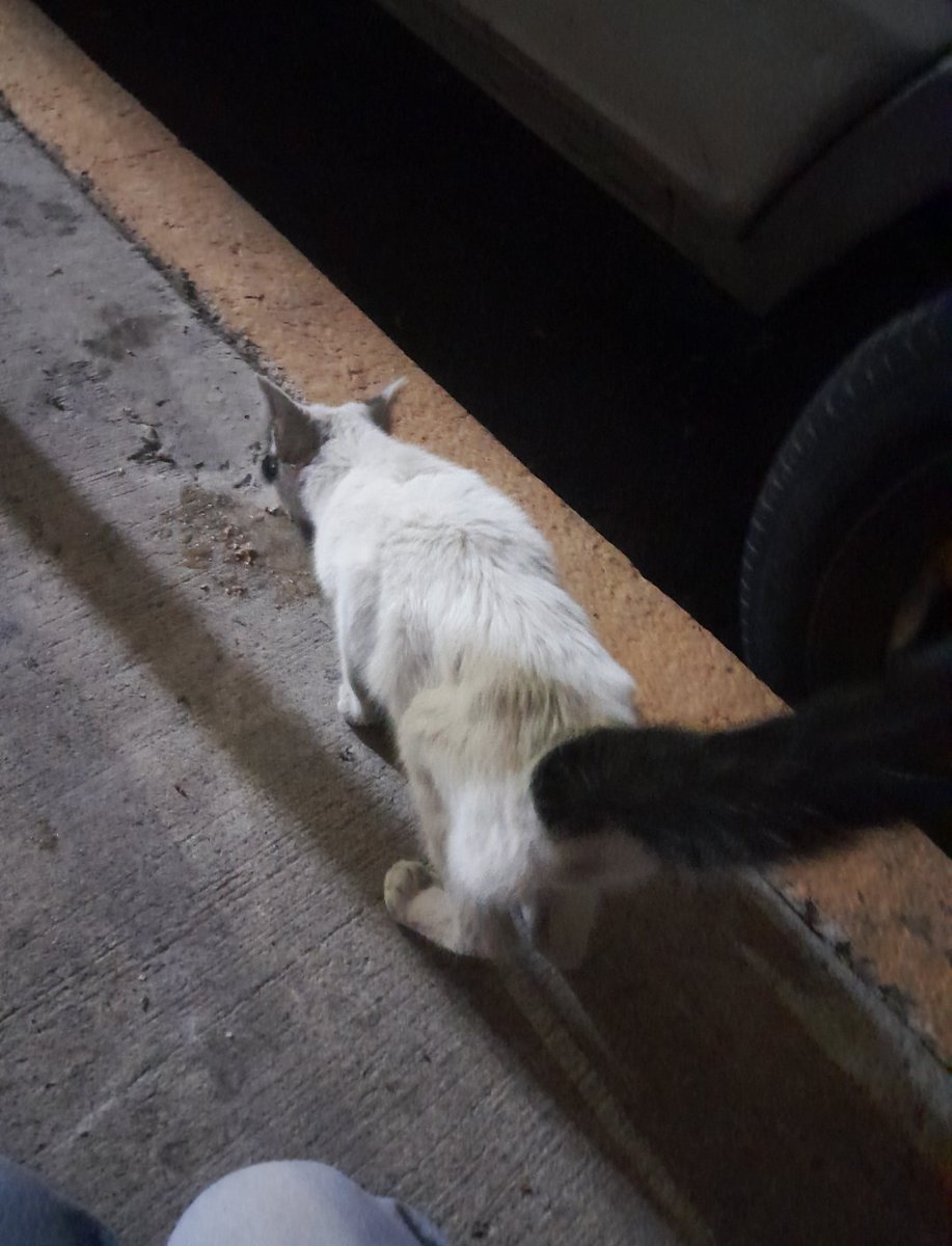 Ari_Arciniega6's tweet photo. Le recuerdan , es Oreo 🐈 Quién fue rescatado de una jardinera donde pretendía refugiarse de la maldad , Mas la dueña de la jardinera pretendía envenenarlo , ahora Rescatado y con protocolo completo a marchado a Su Nuevo 🏡 dónde ha sido recibido con infinito cariño Gracias a todos por su difusión y apoyo 🐾✨🫂