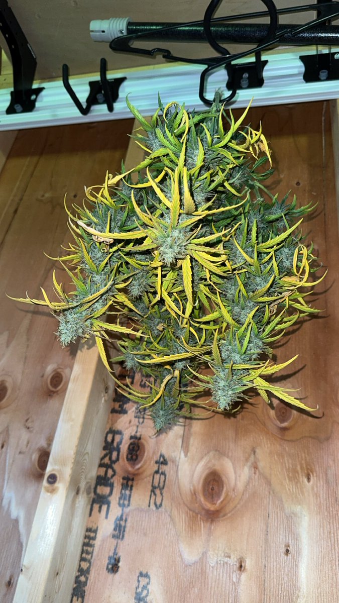 zoro__HG's tweet photo. Hell yeah (kinda) free weed https://t.co/jrMltVixd3