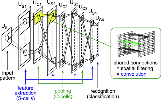 salysnet's tweet photo. in 1959, hubel and wiesel poked electrodes into a cat's visual cortex and found cells that fired only for specific patterns like lines and edges, arranged in a hierarchy of simple to complex. 

they won a nobel prize, planted a seed: maybe vision is built in layers.

fukushima tried to build a machine version in 1980 called the neocognitron. 

local pattern detectors pooled together, mimicking biology. it worked conceptually, but had no clean learning algorithm, just a hand-tuned skeleton waiting for life.

yann lecun gave it that life in 1989. he combined fukushima's convolutional structure with backpropagation, creating lenet. 

it read handwritten digits well enough that US banks actually used it to process checks. 

first time a neural net did a real job in the real world.

then the field stalled for a decade. not enough data, not enough compute. support vector machines took over, and neural nets were written off as a dead end.

scale changed everything in 2012. 

alex krizhevsky, sutskever, and hinton built alexnet, a much deeper cnn trained on imagenet using gaming gpus. 

it demolished the field by halving the error rate. deep learning's big bang.

a mad dash followed. vggnet proved deep stacking works. googLeNet optimized filter sizes. 

then resnet in 2015 solved the vanishing gradient problem with skip connections, letting networks go hundreds of layers deep and becoming the ultimate vision backbone.

we use now these same skip (residual connections) in language models. 

then the plot twist in 2020: vision transformers. 

after 40 years of convolutional dominance, the field realized that with enough data, you can strip away the structural assumption of local filters entirely and let scale do the work. full circle.