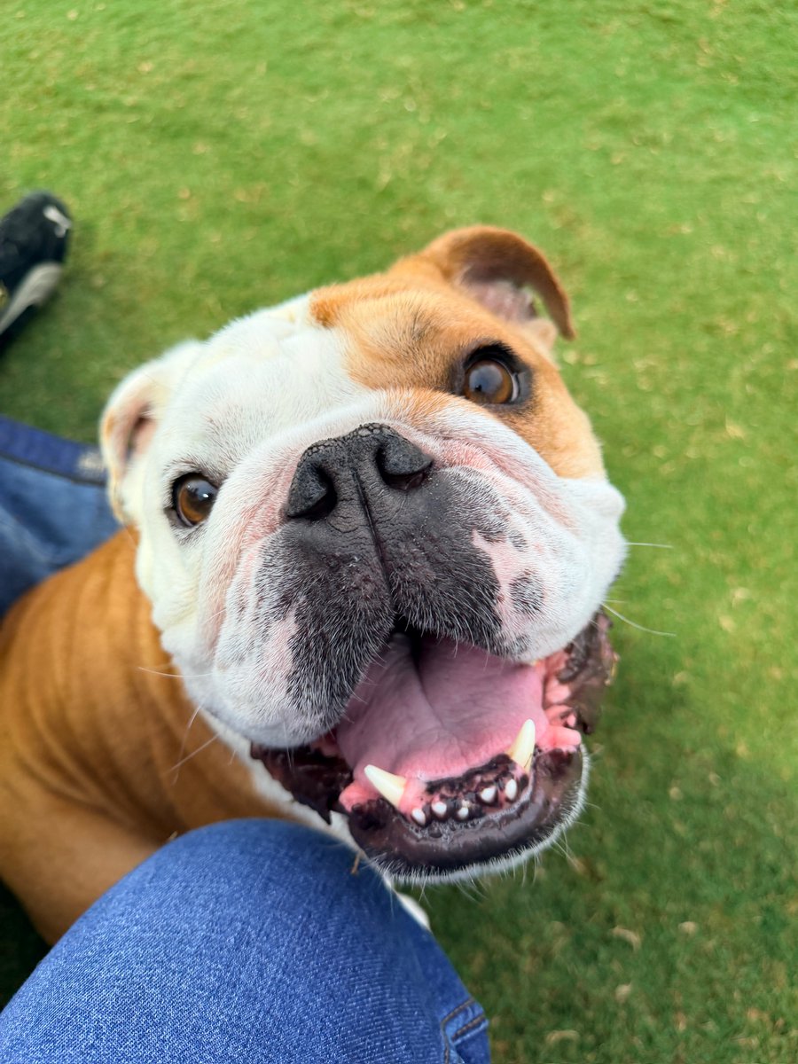 GeorgetownJack's tweet photo. Happy Tuesday, Hoyas!

xoxo - Jack https://t.co/EmiwXW06Rn