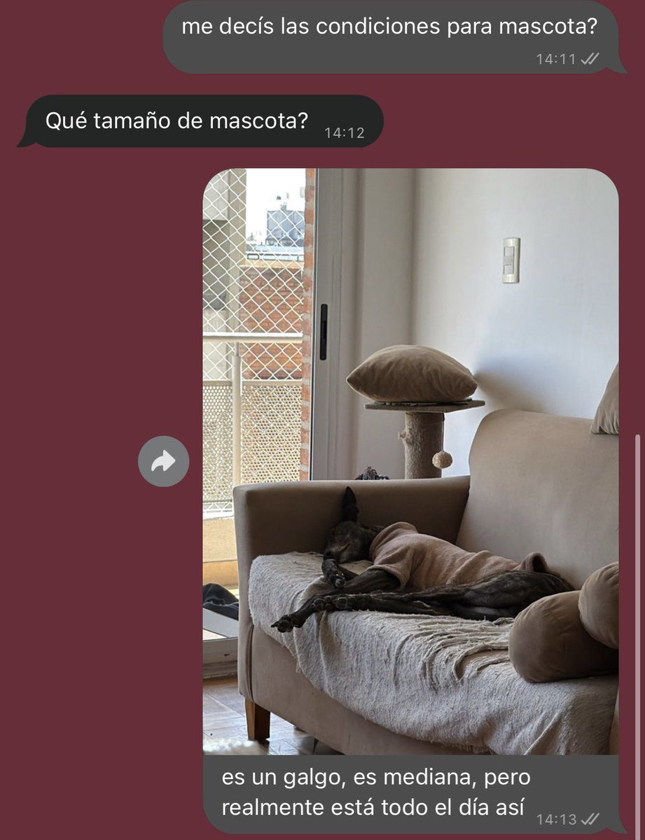 daianabanana_'s tweet photo. queríamos llevarnos a melba de vacaciones pero solo aceptan perros chicos, con el perdón de los caniches, pero… ¿no preferís alquilar a un perro que no se levanta del sillón a uno que ladra y corre? https://t.co/jbRTvbbvCB