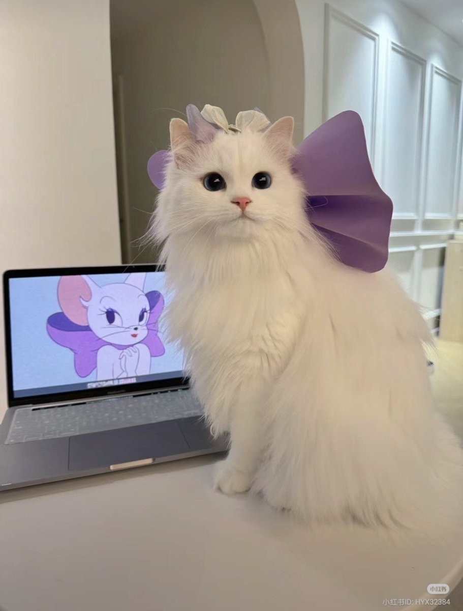 animal_kyawa_'s tweet photo. 美猫🐱🎀 https://t.co/Br938FZrGw