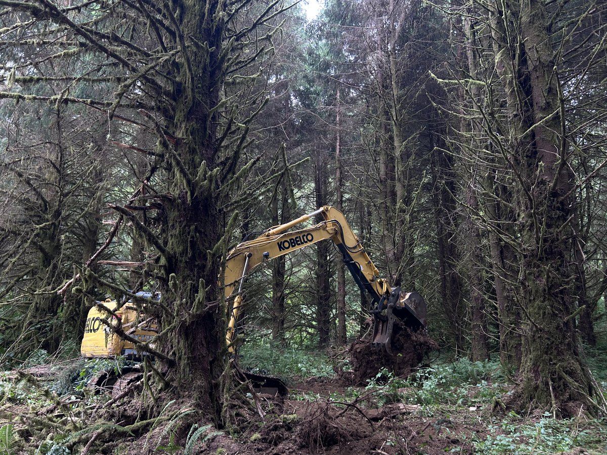 PacificForest tweet picture