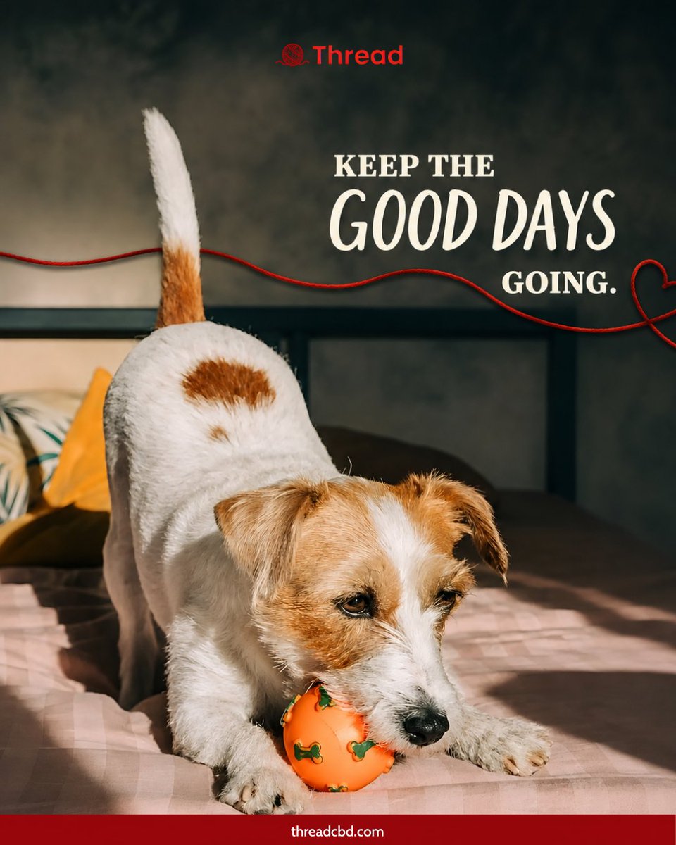threadcbd's tweet photo. 𝐊𝐞𝐞𝐩 𝐭𝐡𝐞 𝐆𝐨𝐨𝐝 𝐃𝐚𝐲𝐬 𝐆𝐨𝐢𝐧𝐠.

• More walks
• More playtime
• More tail wags

Supporting your dog’s everyday wellness means making more room for the moments that matter.

#threadcbd #dogwellness #petcare #doglife https://t.co/VK4D7wfzuC
