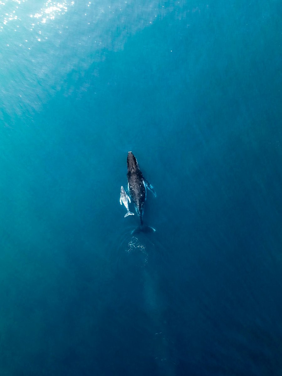 southafricauk's tweet photo. South Africa’s coastline has some very large visitors right now. 🐋🇿🇦  

Best time: June–November, with southern right whale sightings generally peaking between August and October.

This incredible mother and calf were spotted just last month in Ballito, KZN 

📸 IG shrenagain https://t.co/BUYsosmjc6