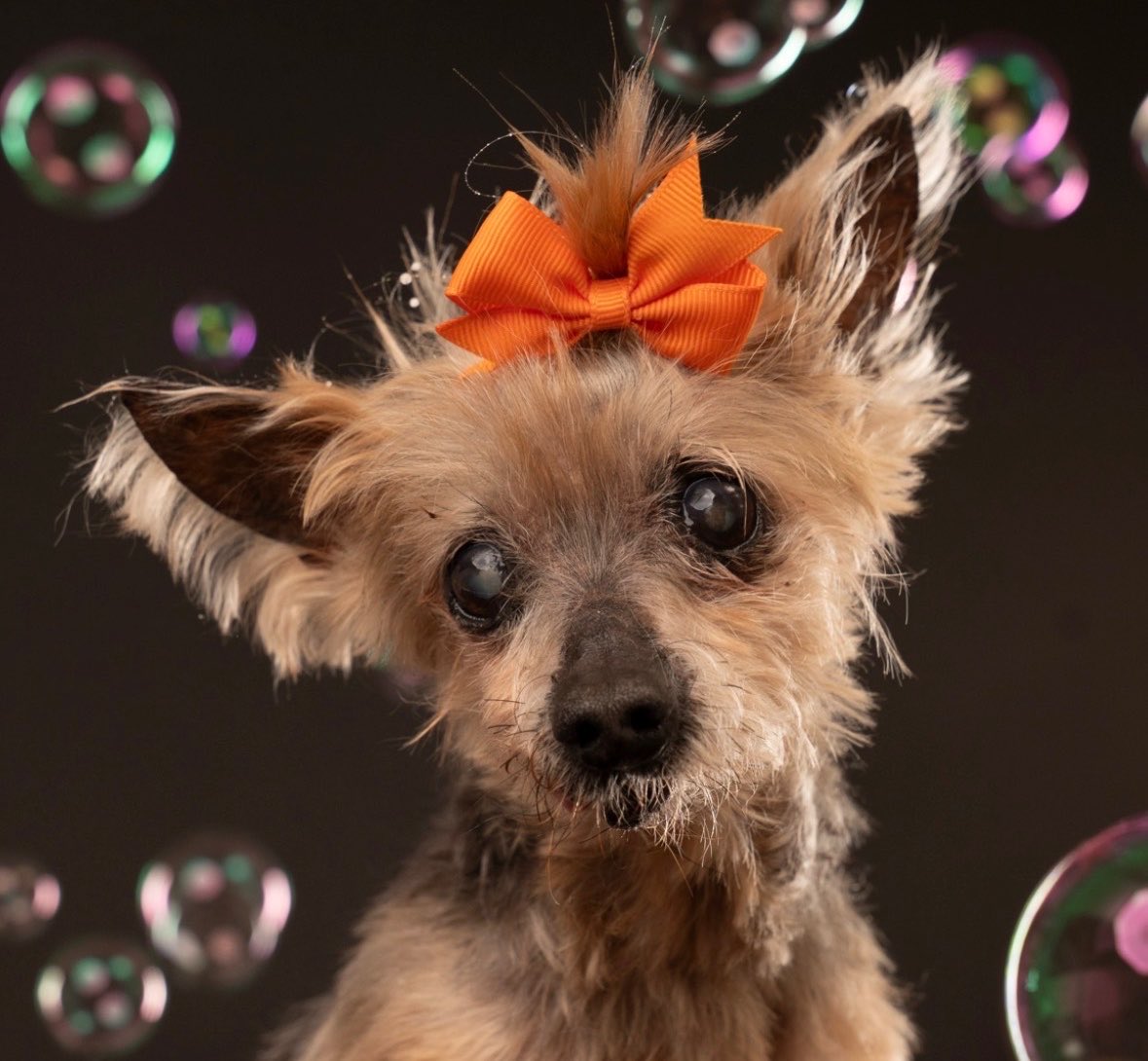 TheHerdHouse's tweet photo. Next week is adopt a less-adoptable pet. You all know that’s my mission. This one just has perfect timing.
#OperationSaveAFriend
Please say hello to Jennifer Aniston!
JA is a 12+ year old Yorkshire terrier. She has a lot going on. It looks like all of it can be mended or managed. We can definitely give her the care she needs. The care she was denied.
Needs: transportation, exam, labs, X-rays and mass removal. Est: $2690. Docs attached. Fuller story in the GFM. 
Donate: https://t.co/PstVEmxoRj
Or: https://t.co/nrz2tbubSt
If you need an alternative donation method, please DM me directly. No Venmo or PayPal links will be shared publicly. It’s how we prevent the scammers from scamming.