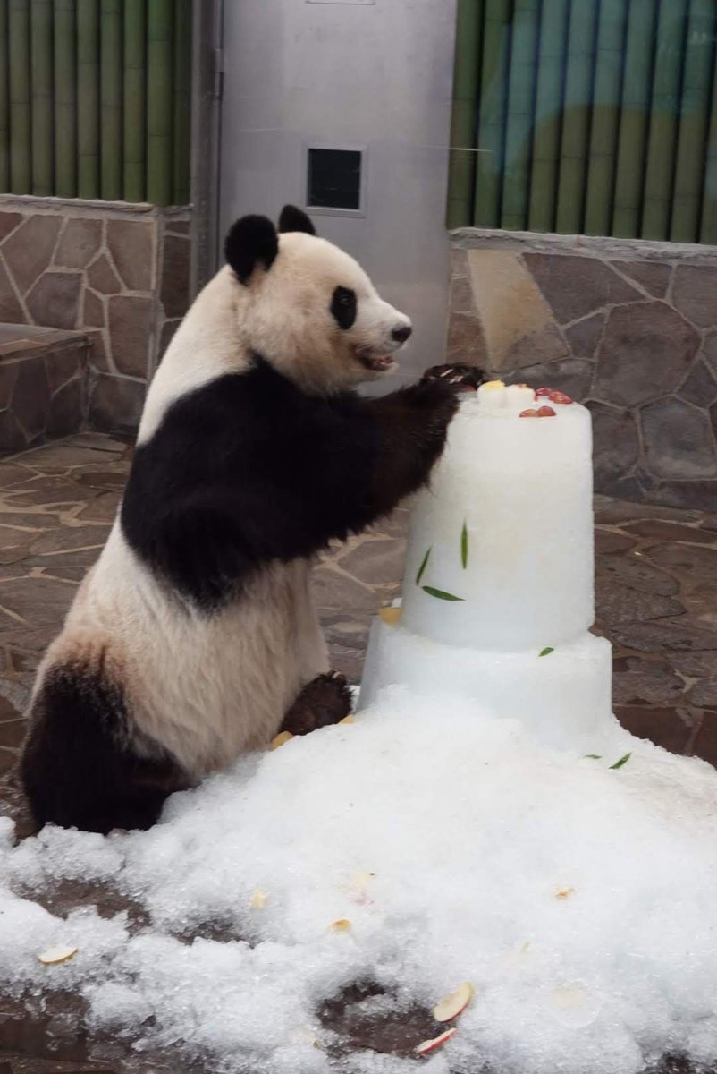 llamada627's tweet photo. 2019年9月の #タンタン #王子動物園 https://t.co/AE5ulMgZnO