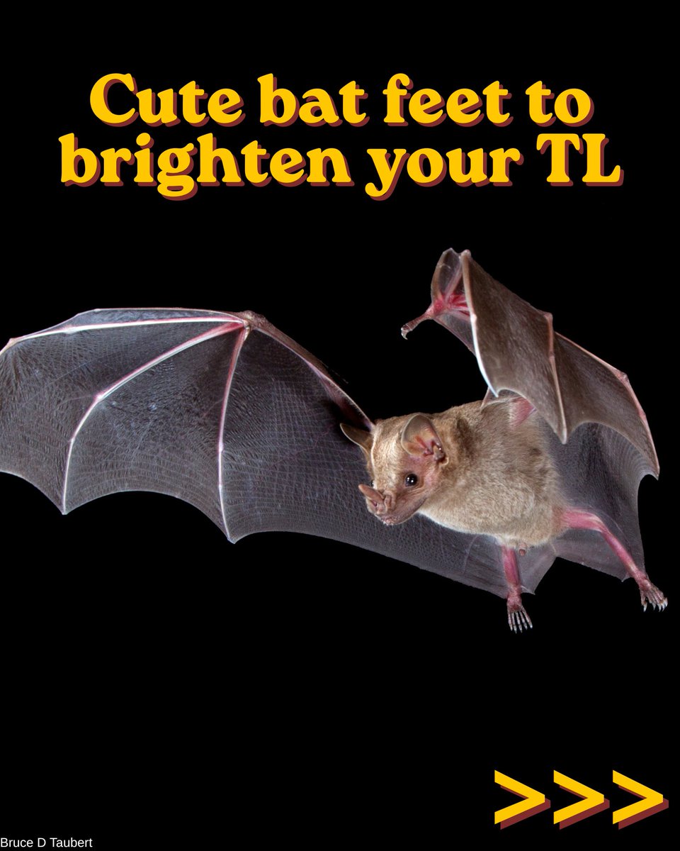 BatConIntl tweet picture