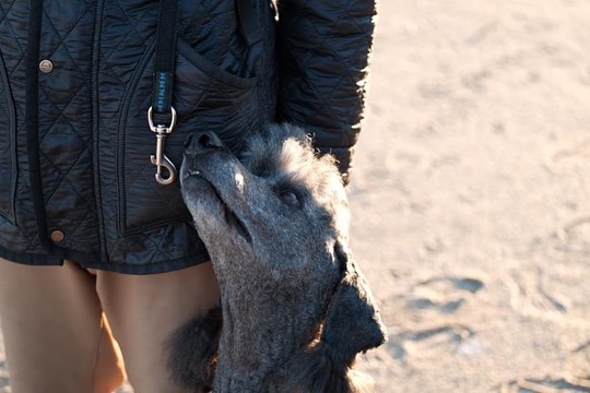 DoretheaParff's tweet photo. I went for a walk along the riverbank! I got to meet Lili’s dad and lots of dogs! Kau looked incredibly handsome in the photos, haha. https://t.co/9t9SYBr7K1