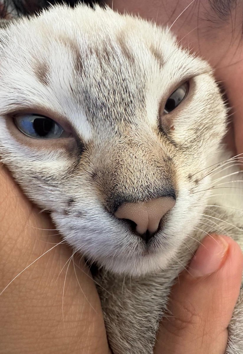 HARIONSOL_'s tweet photo. This is the face of the person running $HARI's tokenomics. Yes, she gets cuddled during work hours. No, that's not up for negotiation.

Real cat. Real snuggles. Real memecoin.
LFG
$HARI 🐈
#solana #memecoins1000x #CryptoRewards https://t.co/GO3W6mAwPK