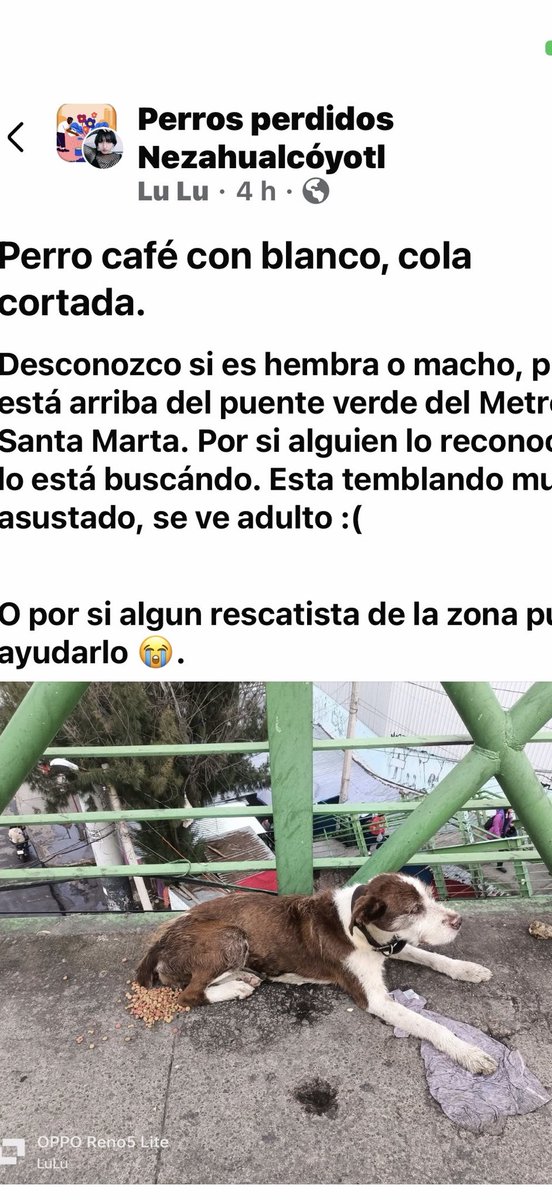 AlejandraVegaF5's tweet photo. Visto(a) el día de ayer pero sin resguardo 😢😢 https://t.co/dDl3GIsUDd