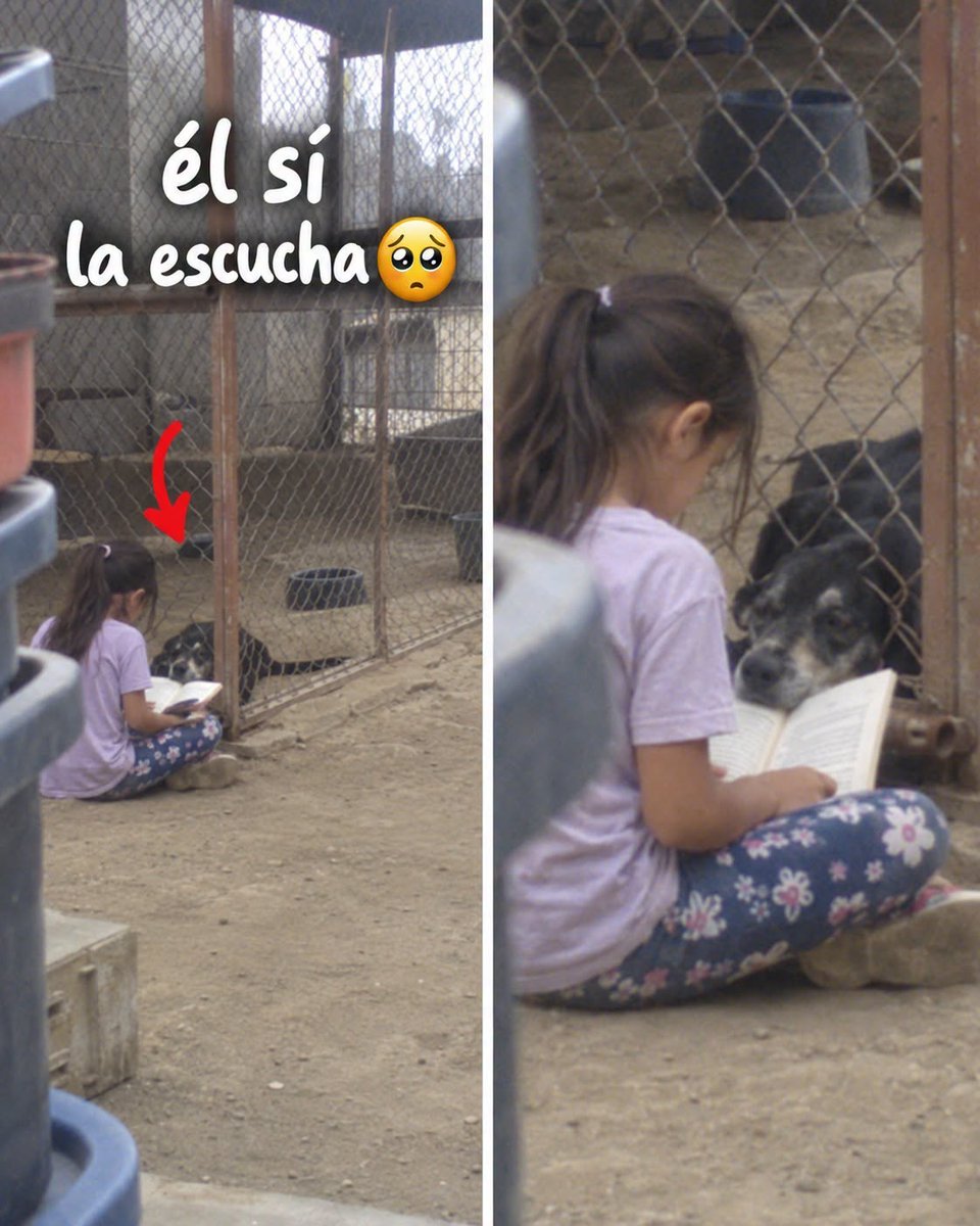 iqsolita's tweet photo. Soy voluntaria en un refugio, y Sombra era el perro al que nadie se le podía acercar. Llegó de una casa donde le pegaban. Cuando alguien entraba a su jaula, se metía temblando en la esquina del fondo.
Un sábado llegó Valentina con su mamá a traer periódicos. Tiene diez años y tartamudea. La mamá nos contó, en voz baja, que en el colegio se burlan de ella y que ya no quiere leer en voz alta.
Mientras hablábamos, ella se sentó en el piso frente a la jaula de Sombra y sacó un libro de la maleta. Empezó a leer. Despacito, trabándose, repitiendo las palabras.
Sombra salió de la esquina.
Caminó hasta la malla y se echó pegadito, con las orejitas quietas, mirándola. Se quedó ahí toda la hora. No se movió.
Desde ese día, Valentina viene todos los sábados. Lee lo que le mandan del colegio. Sombra la espera desde las ocho, echado contra la malla.
El mes pasado la mamá nos contó que Valentina leyó en voz alta en el salón por primera vez. Se trabó, pero terminó.
Y Sombra, cuando ella se traba, no se ríe. Espera, con la nariz metida por el huequito de la malla, a que termine la frase. 
#JhonnyHistorias #Perros #PerritosRescatados #AmorAnimal