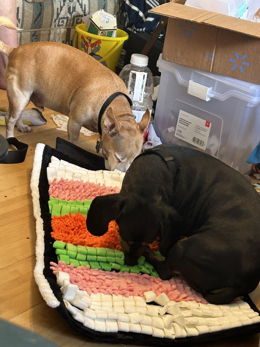 cuddleswithpups's tweet photo. @barkbox my boys love the new mat we added to their box! https://t.co/1F39VRKXkx
