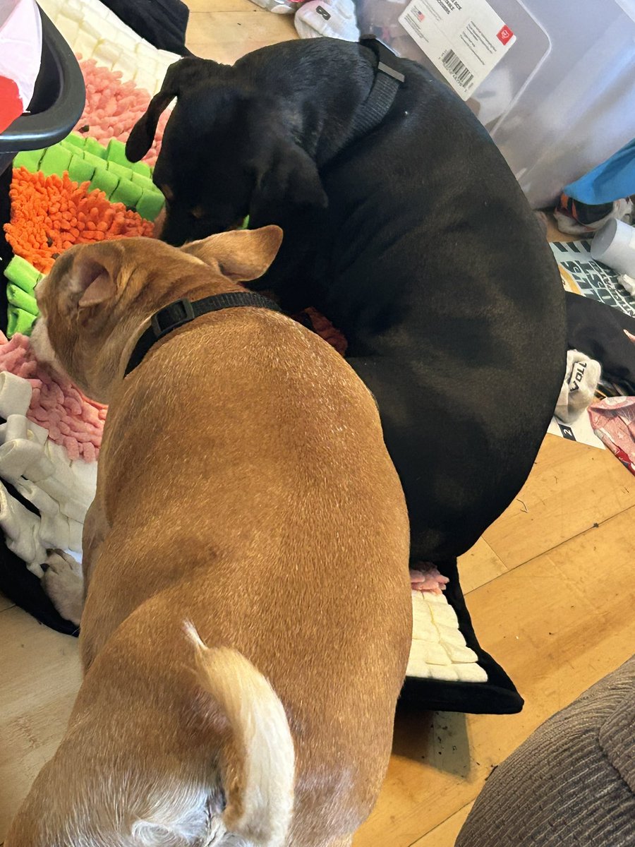 cuddleswithpups's tweet photo. @barkbox my boys love the new mat we added to their box! https://t.co/1F39VRKXkx