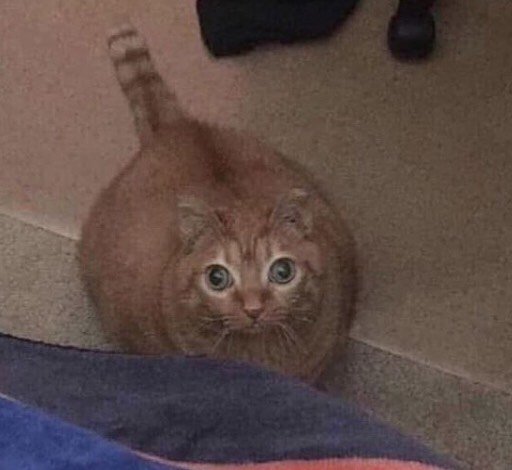 PunchingCat's tweet photo. https://t.co/ODFieEw3CV