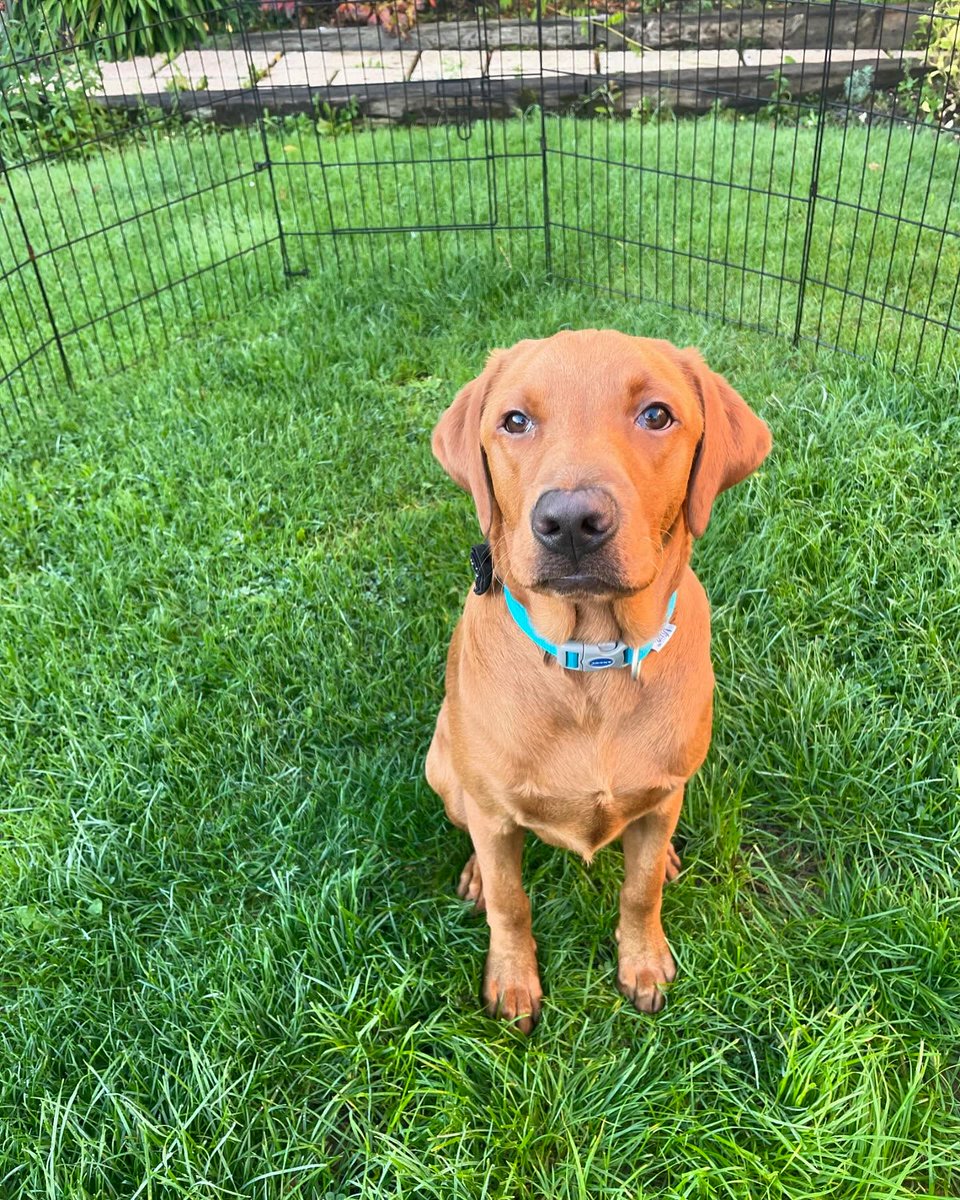 LanieReihing's tweet photo. Happy Friday! Reggie looks excited for the weekend. https://t.co/BSl0voRQLj