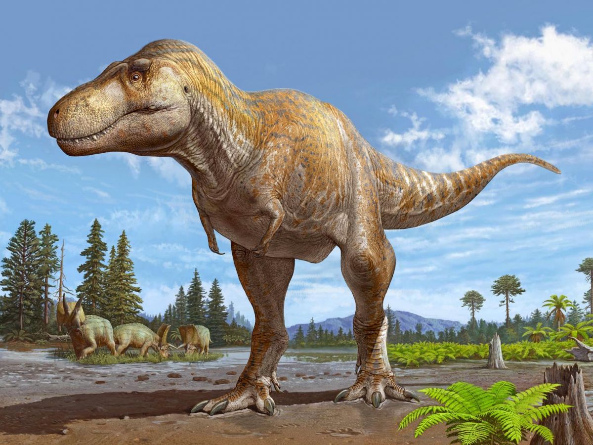 CerfiaFR's tweet photo. 🇺🇸🦖 FLASH | C'est une première mondiale : des paléontologues ont découvert dans le Dakota du Nord la toute première piste connue laissée par un T. rex adulte, composée de quatre empreintes consécutives.

Longues d’environ 90 cm chacune, elles s’étendent sur près de 7 mètres et remontent à environ 66,5 millions d’années.

Leur espacement a permis d’estimer que ce T. rex de plus de 7 tonnes marchait à environ 5,5 à 7 km/h. Jusqu’ici, seules deux empreintes isolées de T. rex adultes avaient été confirmées dans le monde. (CBS)
