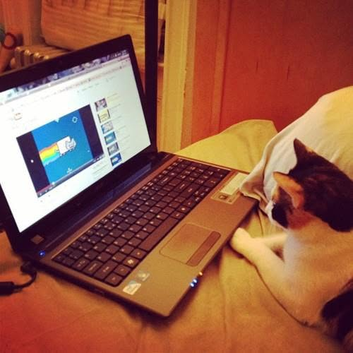NyanCat tweet picture