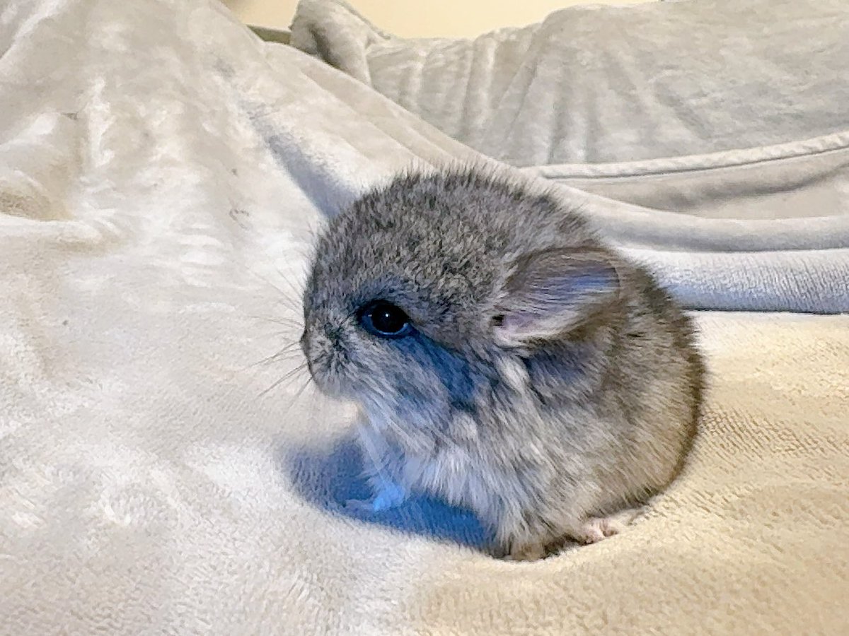 loco_beaver's tweet photo. 新しい家族の👶ぽぽ👶 https://t.co/wtlUSnHGDr