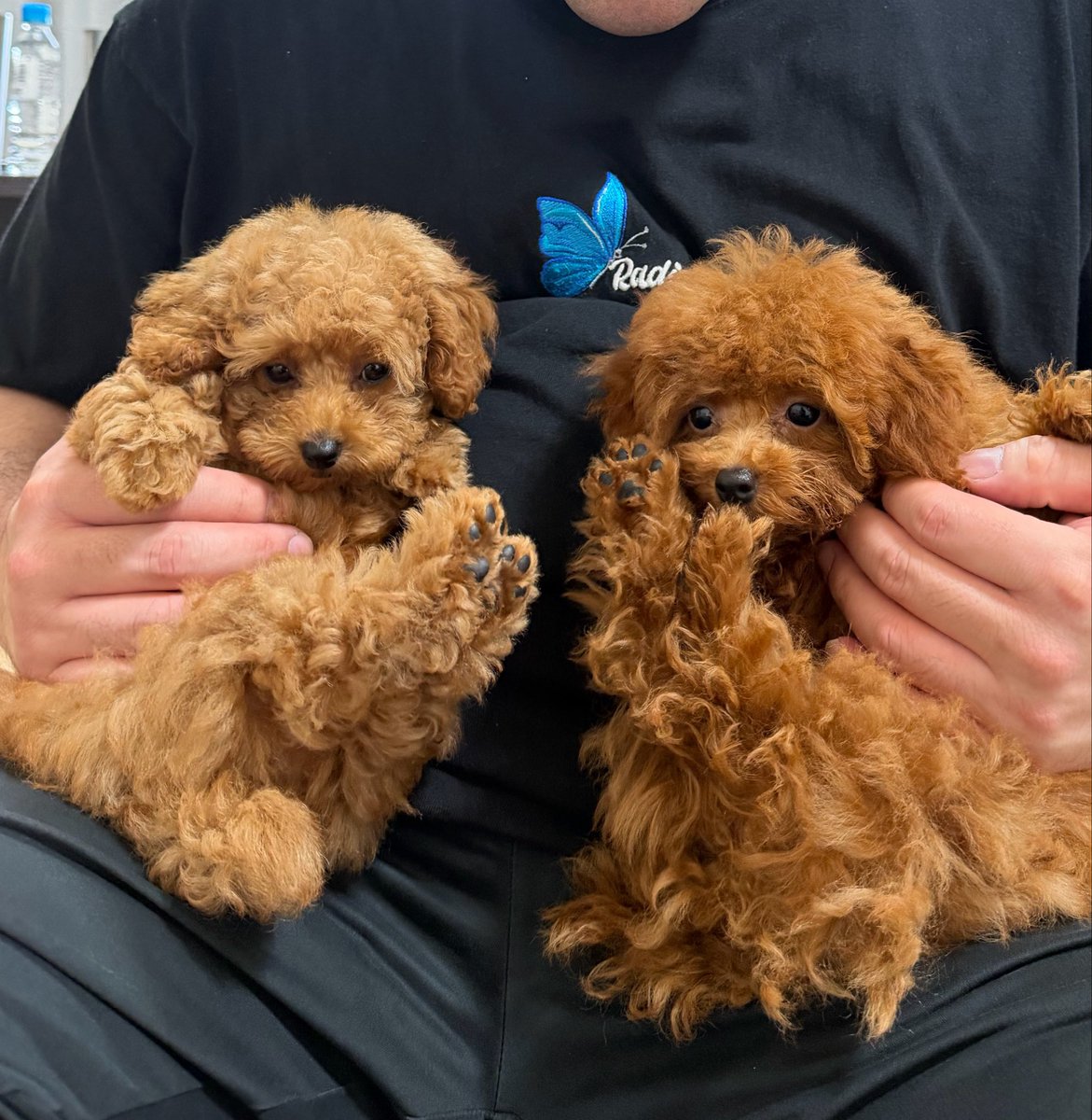 arisa_u1124's tweet photo. 我が家のかわい子ちゃんたち🤎🧡

ﾃｨｰｶｯﾌﾟﾌﾟｰﾄﾞﾙ のみるくandてぃー
2匹合わせてみるくてぃー🐶🐶

ちなみにわたしはﾐﾙｸﾃｨｰ飲めません。 https://t.co/YRVF0uFqQB