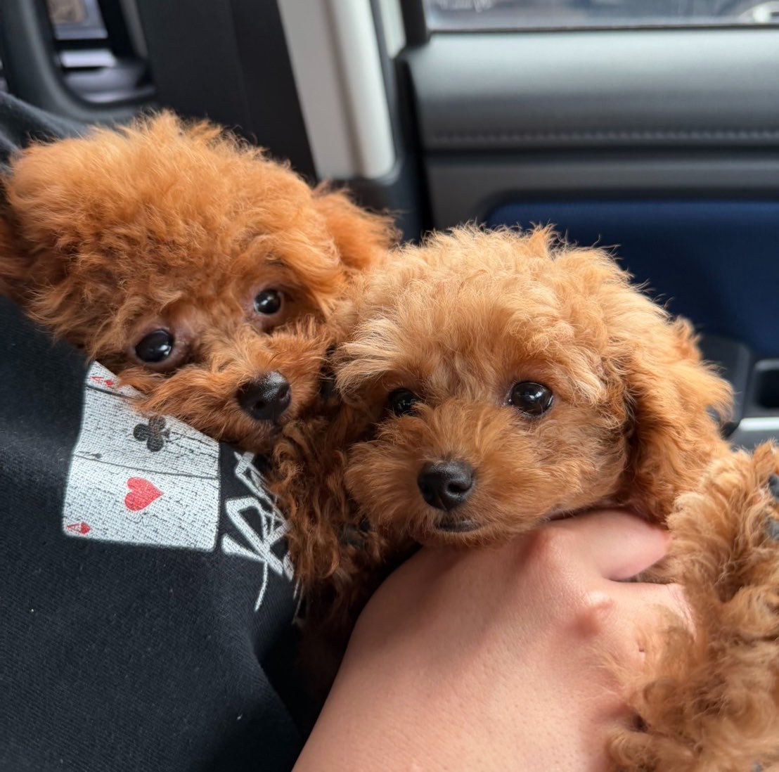 arisa_u1124's tweet photo. 我が家のかわい子ちゃんたち🤎🧡

ﾃｨｰｶｯﾌﾟﾌﾟｰﾄﾞﾙ のみるくandてぃー
2匹合わせてみるくてぃー🐶🐶

ちなみにわたしはﾐﾙｸﾃｨｰ飲めません。 https://t.co/YRVF0uFqQB