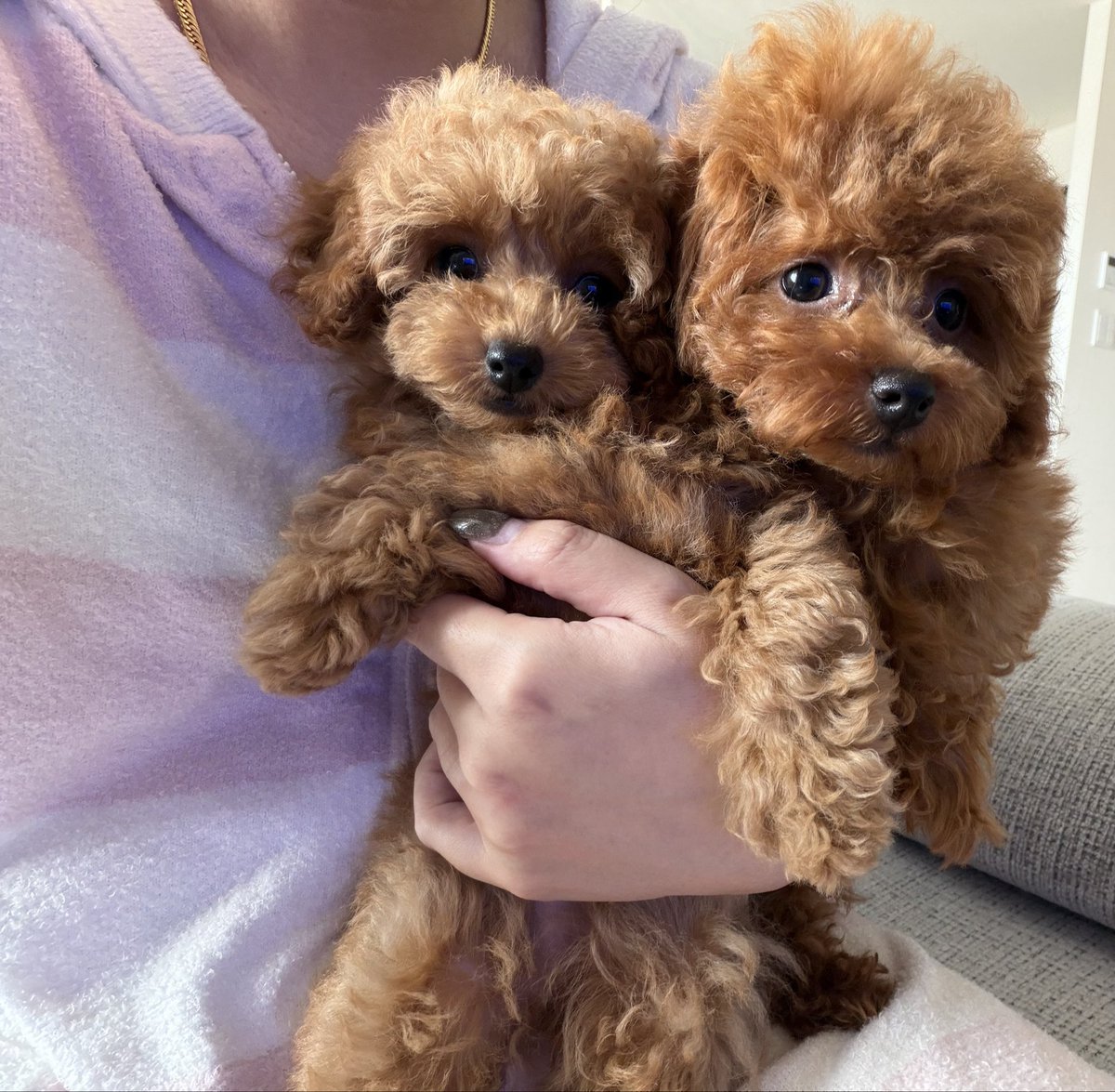 arisa_u1124's tweet photo. 我が家のかわい子ちゃんたち🤎🧡

ﾃｨｰｶｯﾌﾟﾌﾟｰﾄﾞﾙ のみるくandてぃー
2匹合わせてみるくてぃー🐶🐶

ちなみにわたしはﾐﾙｸﾃｨｰ飲めません。 https://t.co/YRVF0uFqQB