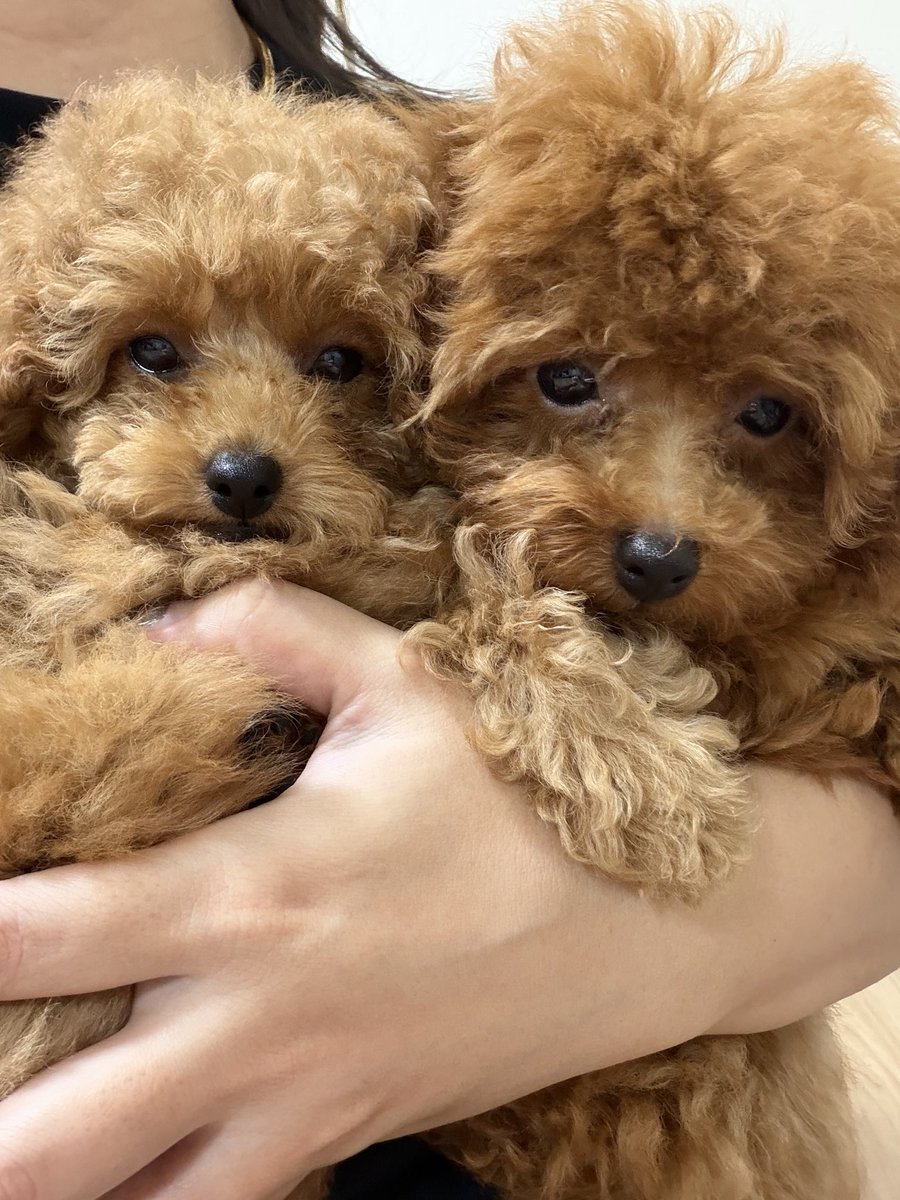 arisa_u1124's tweet photo. 我が家のかわい子ちゃんたち🤎🧡

ﾃｨｰｶｯﾌﾟﾌﾟｰﾄﾞﾙ のみるくandてぃー
2匹合わせてみるくてぃー🐶🐶

ちなみにわたしはﾐﾙｸﾃｨｰ飲めません。 https://t.co/YRVF0uFqQB