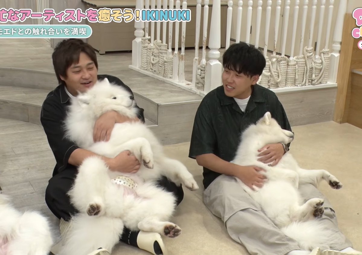 mmm33104's tweet photo. 4匹のサモエドくん^_^ https://t.co/pUz1ElU3XY