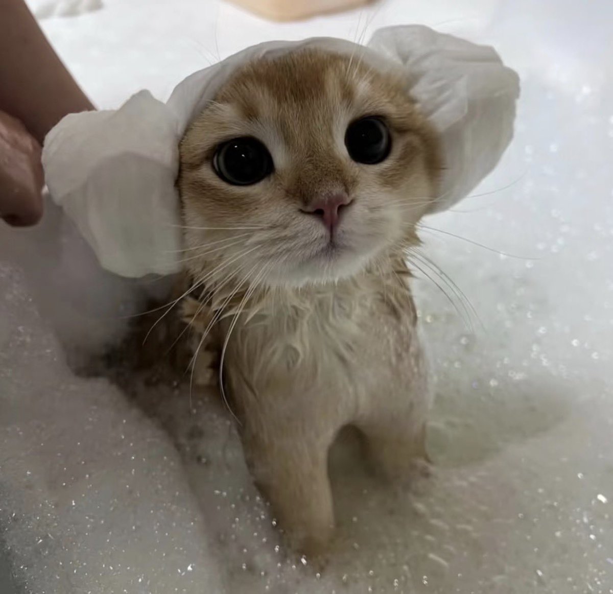 twaniimals tweet picture
