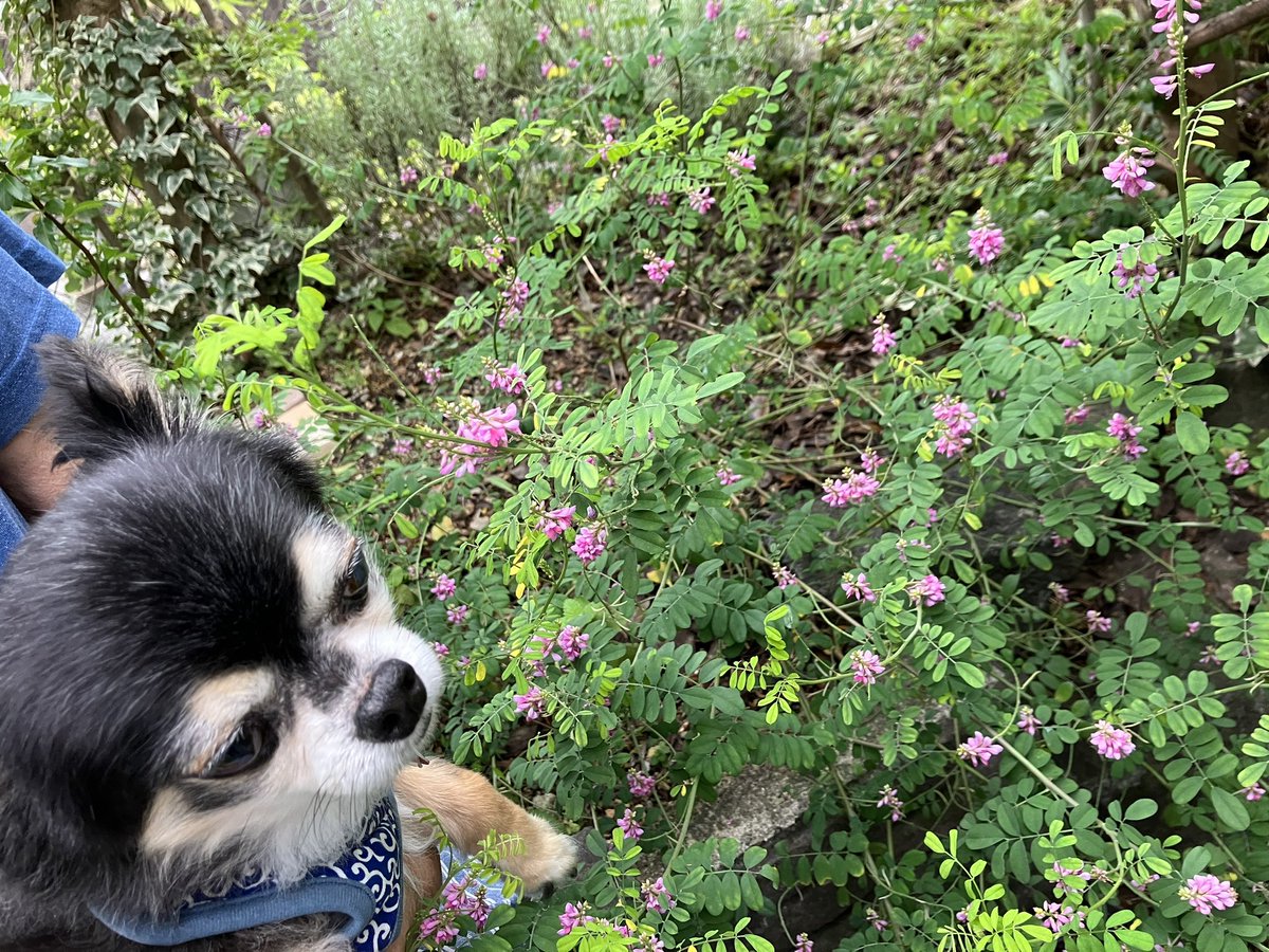 S20508863's tweet photo. こんばんはU^ェ^U
きょうも午前中は晴れてたけどお昼からはまた雨やったプー地方です〜☔️
雨降りやと葉っぱやお花が生き生きするね💕
ほどほどのやさしい雨をお願いします！
ほな皆様また明日 .｡.:*☆
おやすみなさい🌙
#マルチーズ🌈
#チワワ
#元保護犬今過保護犬 https://t.co/HwbnMvKv7V