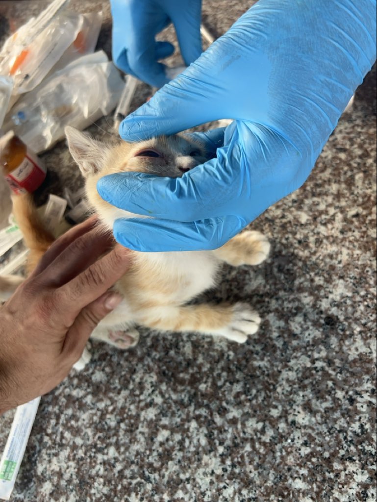 RescueCare's tweet photo. Finding her that day may have saved her eye.💔🐾

When I took her to the vet, he told me the infection in her injured eye was serious. If she had remained on the street without treatment, the infection could have cost her the eye.

I keep thinking about what would have happened if no one had heard her cries… if we had arrived just a little later.

But we found her. She is safe with us now, and her treatment has begun.❤️‍🩹

The vet says her recovery may take an entire month. We got her off the street — now we have to help her through the hardest part.

Please, my friends, help us give her the treatment and care she needs to heal.🙏🐱❤️

PayPal:
https://t.co/eL95czBcm6

GoFundMe:
https://t.co/hYA2hXUDDU

#Gaza #AnimalRescue #CatRescue #SaveAnimals