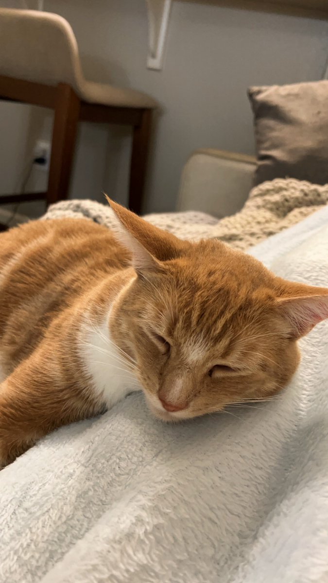 SecrtAgntAndrew's tweet photo. This is my boy Goose, he just told me mortgage rates start higher, but some lenders recovered, rates sit at 6.76%!!!!! https://t.co/G7rLrk8yeh