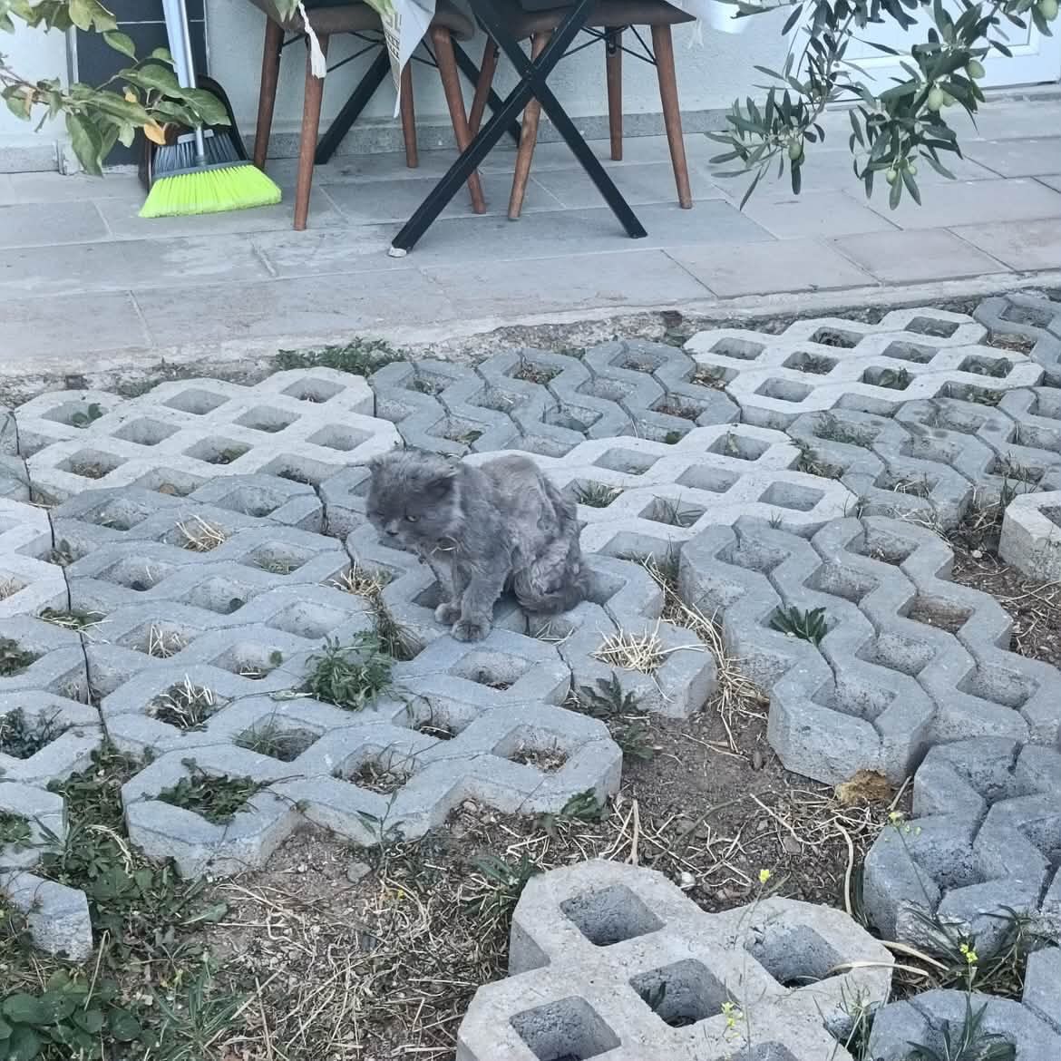 patiarkadas's tweet photo. Kediyi sokakta bulduk sahibi sokağa bırakmış.Sahibine ulaştık ama terketmiş ilgilenmiyor.  Tüyleri kesilmiş onu çaresiz halde tabi ki bırakamadık geçici korumaya aldık.  Ankara 

3 yaşında erkek çipi var kısır değil.

İnstagram @hulyakavaak https://t.co/VLfbLTVQsB