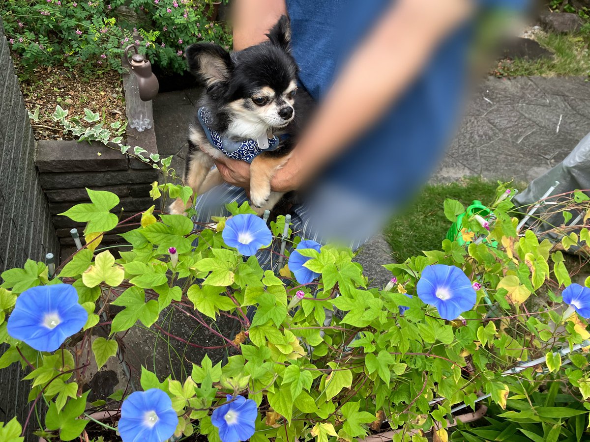 S20508863's tweet photo. 🌱チロマリ��気まぐれあさがお観察日記🌱
きょうもたくさん咲いた💙
#あさがお
#チワワ https://t.co/p74he29p4Q