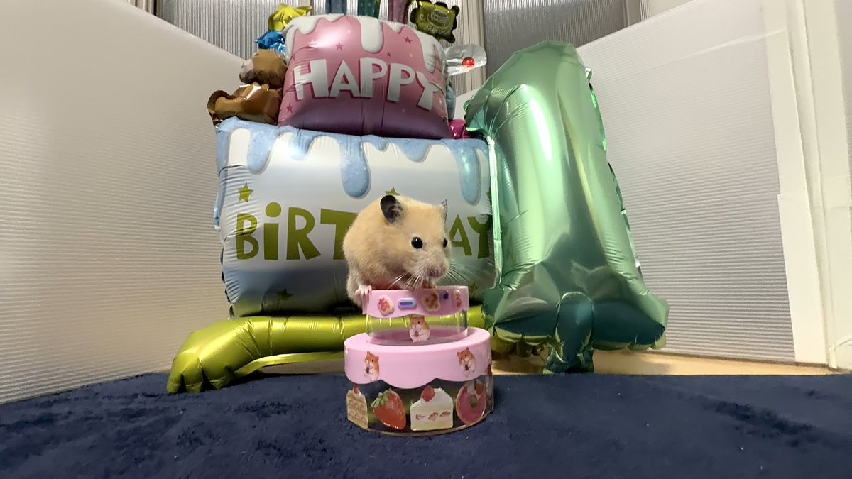 k4zu_'s tweet photo. うちの家族のアーブルさん(キンクマ)が一歳の誕生日でした🎂
1枚目は自分から登って、2枚目は美味しそうに豆苗を食べて、3枚目はあまりの嬉しさにテンションが上がってしまったようです
#キンクマハムスター #キンクマ #ハムスター #ハムスターのいる生活  #hamstar https://t.co/fb25xxjsnl