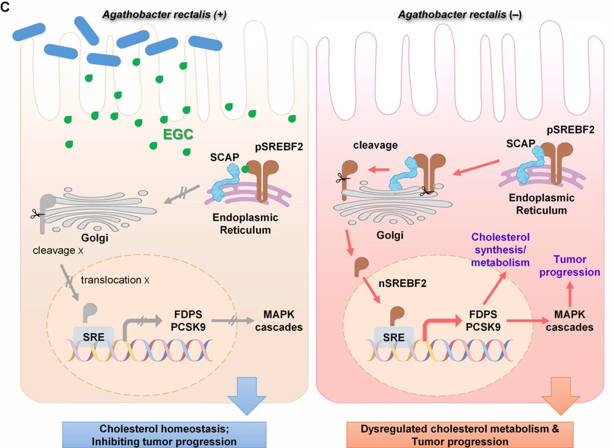 Intestinal_Cell's tweet photo. Scientists from The Chinese University of Hong Kong show that the bacteria Agathobacter rectalis has anti #CRC effects in vitro and in vivo! 🦠 

Read more in their #OpenAccess article: https://t.co/aqLymzxPDE. https://t.co/kLCP4kzlwD