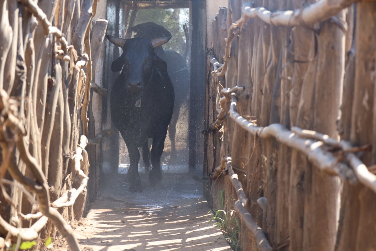 TheLandAlliance's tweet photo. Strong disease surveillance starts with listening to communities.
In Kazungula District, the EU-funded #SWMProgramme joined local communities, government and researchers to strengthen the early detection of animal diseases and protect people, livestock and wildlife.
Learn more about the Programme:🔗 https://t.co/h8ns9M5PFI
@FAOForestry @FAOZambia @TheWCS @WCSBrussels @Cirad @PressACP
#OneHealth #Landscapes4Life
