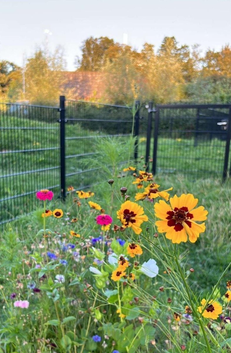 dreamyflowerrs's tweet photo. pretty flowers 🌻 https://t.co/ynpdCViSls